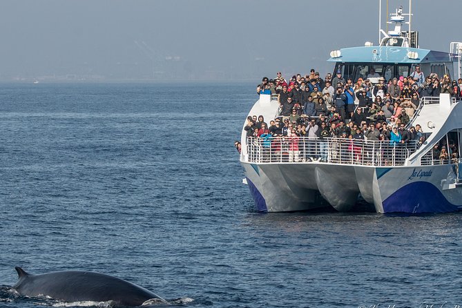 Los Angeles Whale and Dolphin Watching Cruise from West Harbor - Starting at West Harbor in San Pedro