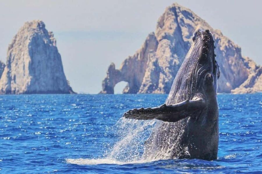 Los Cabos: Catamaran Whale Watching Cruise - Key points to know before booking