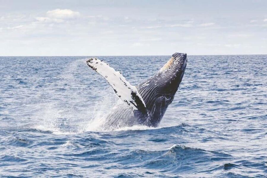 Los Cabos: Catamaran Whale Watching Cruise - Who should book this cruise