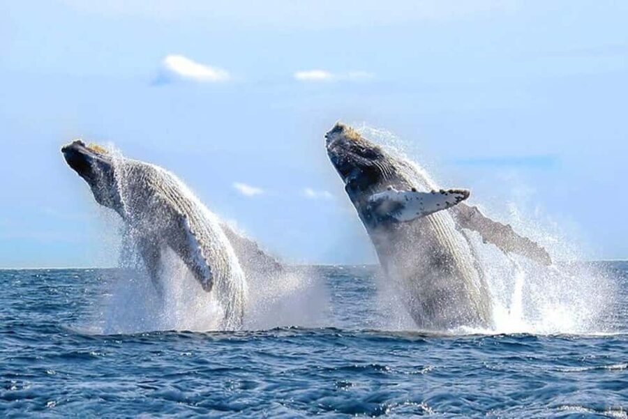 Los Cabos: Catamaran Whale Watching Cruise - Starting at Gali Plaza near Hotel Finisterra