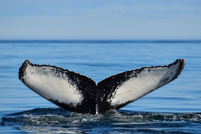 Los Cabos Humpback Whale: 10-Hour Tour 3 Hours of Whale Watching - Why This Whale Tour Starts in La Paz but Runs from Cabo