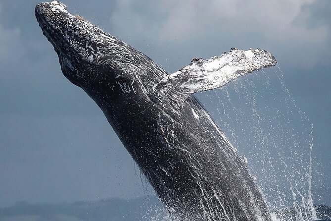 Los Cabos Humpback Whale: 10-Hour Tour 3 Hours of Whale Watching - What the Marine Interpretation Adds