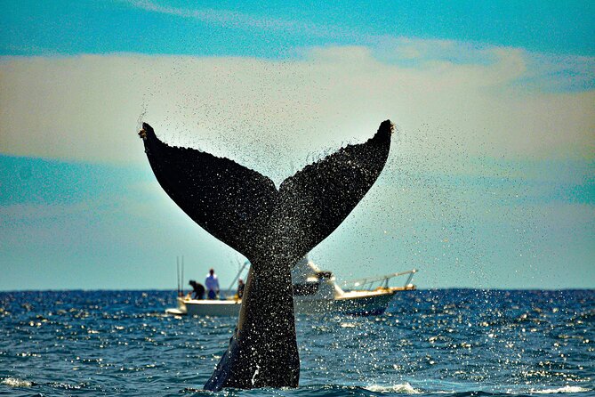 Los Cabos Humpback Whale: 10-Hour Tour 3 Hours of Whale Watching - Who Will Like This Day Trip?