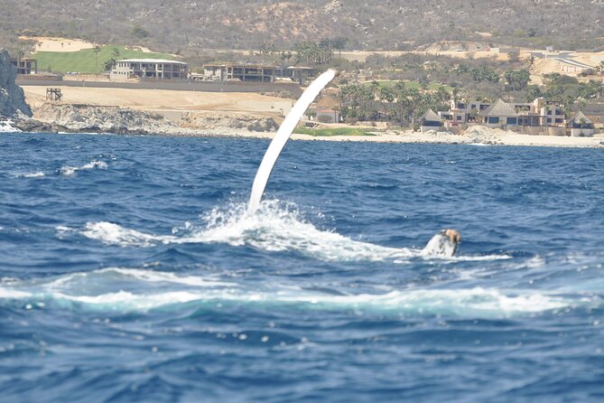 Los Cabos Humpback Whale: 10-Hour Tour 3 Hours of Whale Watching - My Booking Advice