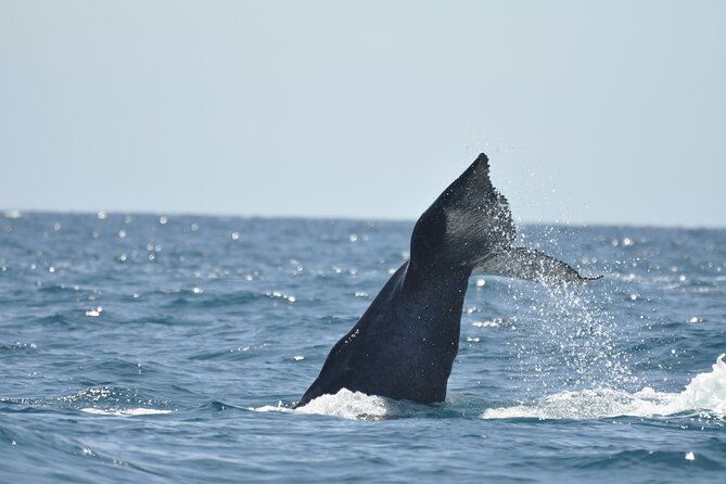 Los Cabos Humpback Whale: 10-Hour Tour 3 Hours of Whale Watching - Three Hours on the Water With Humpback Whales