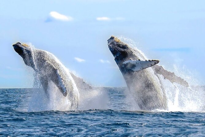 Los Cabos Private Yacht Whale Watching & Drinks - Up to 18 Guests - What the Crew Adds to the Experience