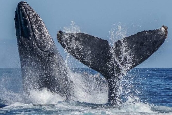 Los Cabos Private Yacht Whale Watching & Drinks - Up to 18 Guests - Drinks, Food, and What the Price Really Covers