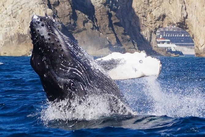 Los Cabos Private Yacht Whale Watching & Drinks - Up to 18 Guests - Timing, Comfort, and Boat Condition