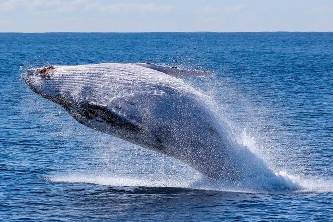 Los Cabos Private Yacht Whale Watching & Drinks - Up to 18 Guests - Safety, Weather, and Family Fit