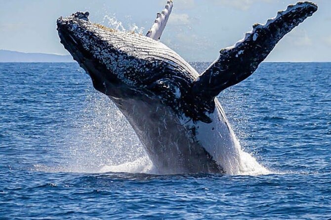 Los Cabos Private Yacht Whale Watching & Drinks - Up to 18 Guests - Snorkeling, Paddleboarding, and the Floating Mat