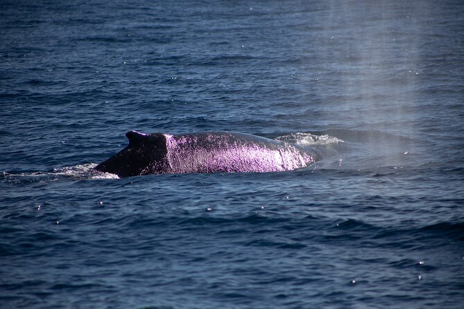 Los Cabos Whale Watching Cruise Including Breakfast - Is $99 a fair price?