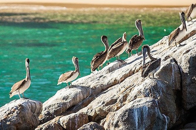 Los Cabos Whale Watching Cruise Including Breakfast - Who will enjoy this Cabo cruise most?