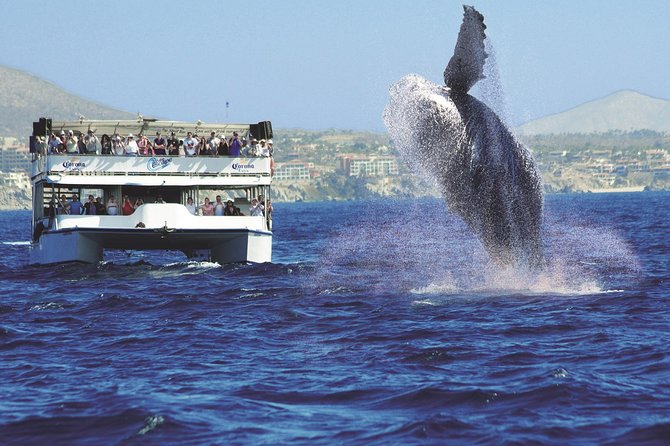 Los Cabos Whale Watching Cruise Including Breakfast - Practical details before you reserve