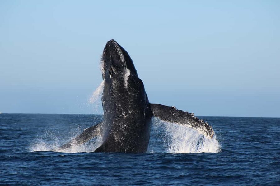 Los Cabos: Whale Watching Safari & Free time at Lovers Beach - Key points to know before you book
