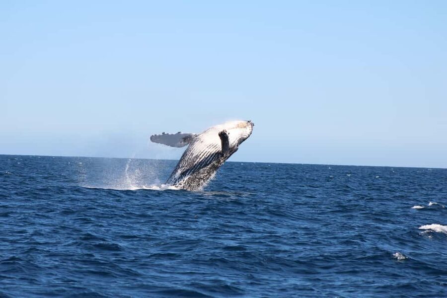 Los Cabos: Whale Watching Safari & Free time at Lovers Beach - What this Los Cabos boat trip really offers