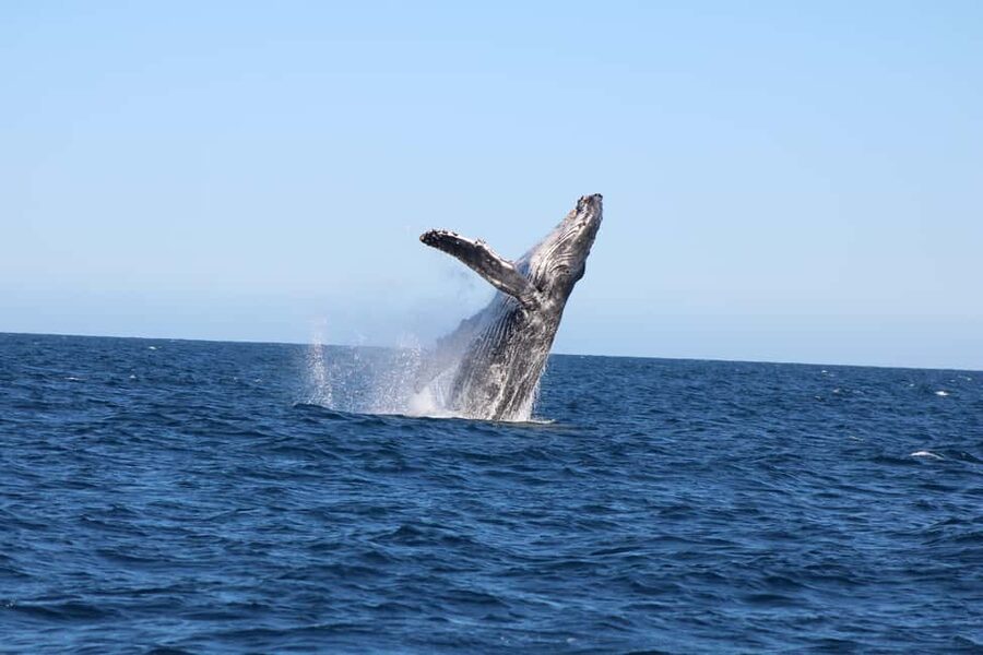 Los Cabos: Whale Watching Safari & Free time at Lovers Beach - Starting at La Terminal de Cabo