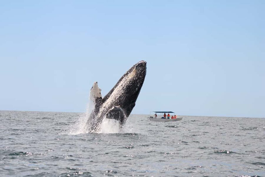 Los Cabos: Whale Watching Safari & Free time at Lovers Beach - Balconcito Beach, Pelican Rock, and Lovers Beach