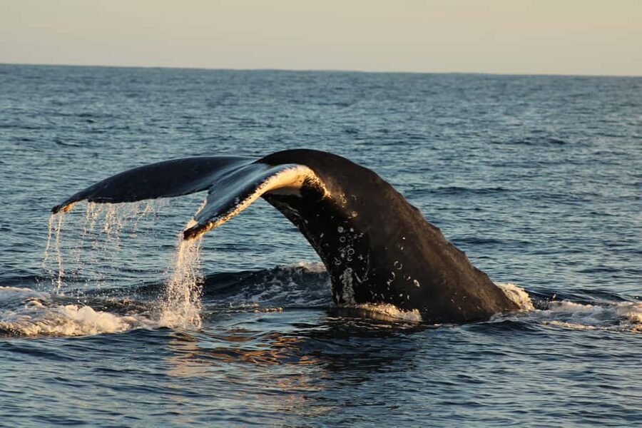 Los Cabos: Whale Watching Safari & Free time at Lovers Beach - The 45-minute search for whales