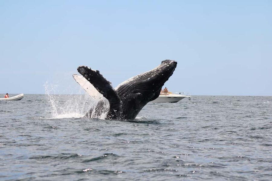 Los Cabos: Whale Watching Safari & Free time at Lovers Beach - Lovers Beach free time and the timing puzzle