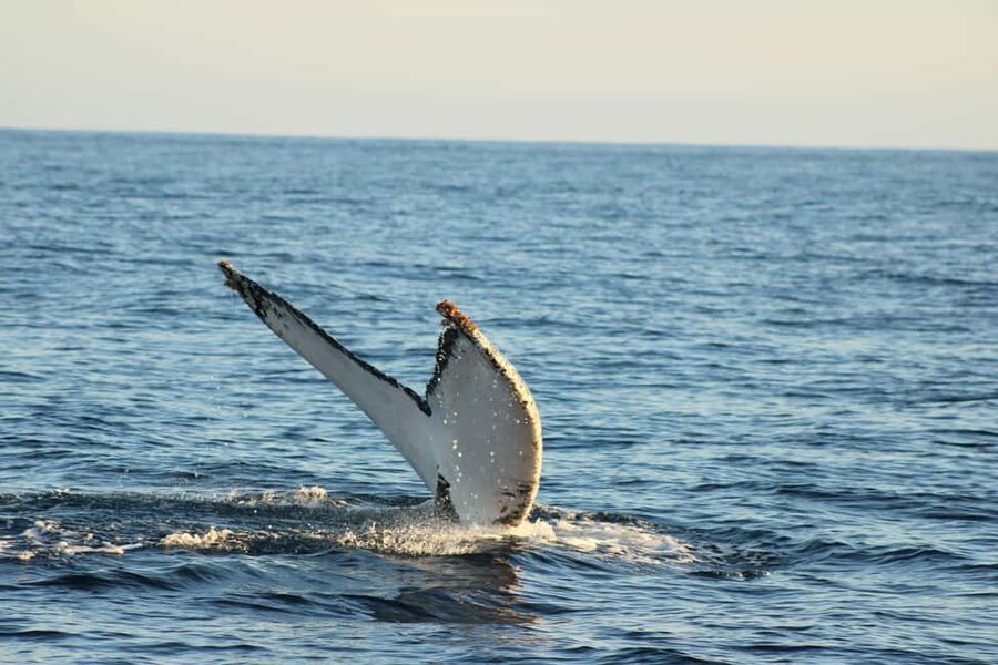 Los Cabos: Whale Watching Safari & Free time at Lovers Beach - What is included, and what costs extra