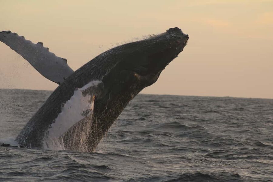 Los Cabos: Whale Watching Safari & Free time at Lovers Beach - December to April is the season to aim for