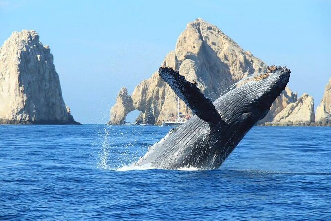 Los Cabos Whale Watching & Snorkel Adventure with Food & Drinks - Starting at C Dock in Cabo San Lucas