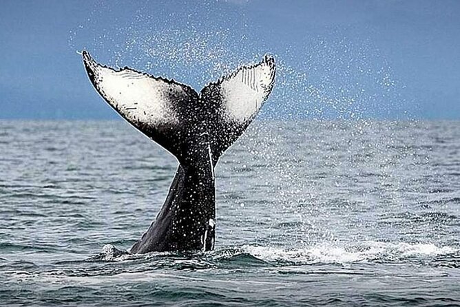 Los Cabos Whale Watching & Snorkel Adventure with Food & Drinks - Crew service and the private-boat advantage
