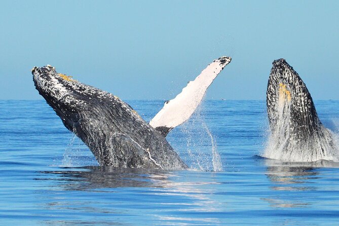 Los Cabos Whale Watching & Snorkel Adventure with Food & Drinks - Who will enjoy this Cabo yacht outing?