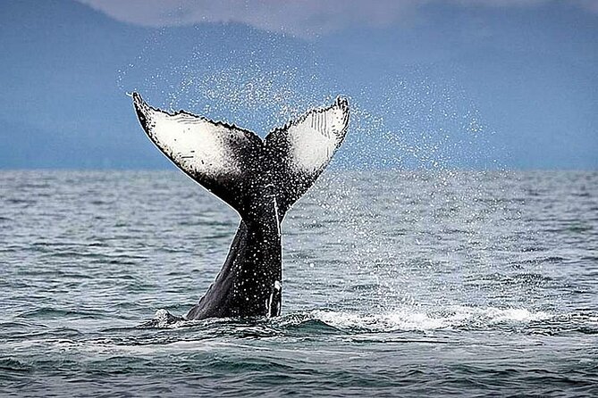 Los Cabos Whale Watching & Snorkel Adventure with Food & Drinks - The Cabo Arch and famous beaches