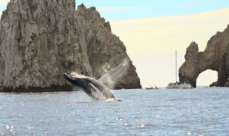 Los Cabos: Whale Watching (Transport and Pictures Included) - Who should book this experience?