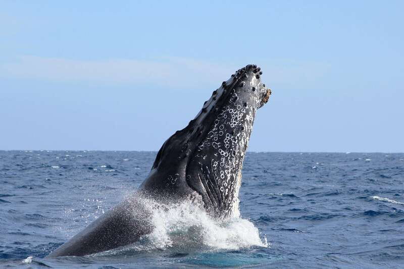Los Cabos: Whale Watching (Transport and Pictures Included) - Why this Cabo whale tour is worth considering