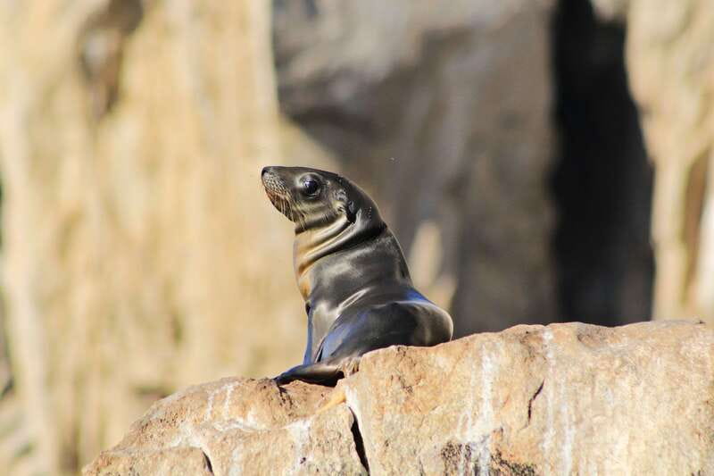Los Cabos: Whale Watching (Transport and Pictures Included) - Safety briefing and boarding at the marina