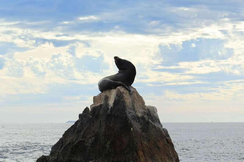 Los Cabos: Whale Watching (Transport and Pictures Included) - What the included photographer changes