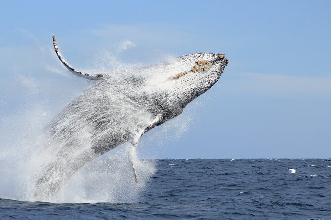 Los Cabos Whale Watching (Transportation and Pictures Included) - Key things to know before you book