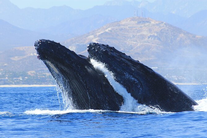 Los Cabos Whale Watching (Transportation and Pictures Included) - Why this Cabo whale watch is worth your morning