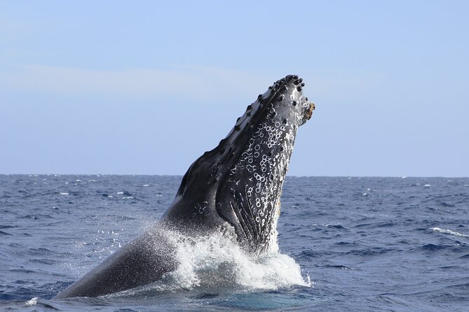 Los Cabos Whale Watching (Transportation and Pictures Included) - Two hours searching for humpback whales