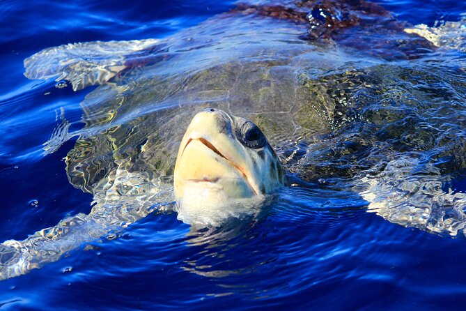 Los Cabos Whale Watching (Transportation and Pictures Included) - More than whales: dolphins, marlin, and sea lions