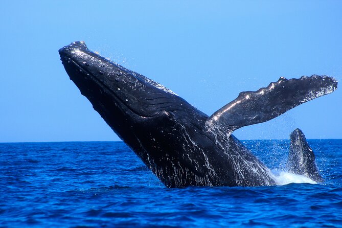 Los Cabos Whale Watching (Transportation and Pictures Included) - Pickup, hotel access, and mobility concerns