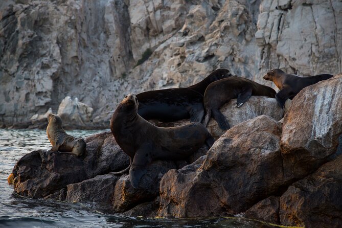 Los Cabos Whale Watching (Transportation and Pictures Included) - Who will enjoy this most