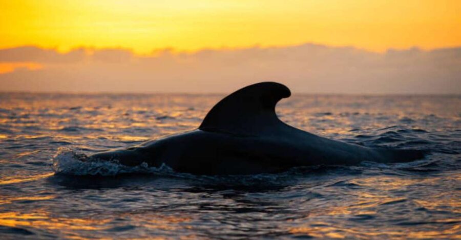 Los Cristianos: Eco Yacht Whale Watching Tour at Sunset - Setting out from Los Cristianos on the Travelin Lady