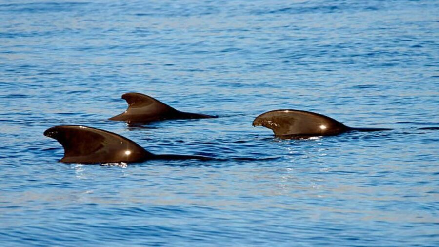 Los Cristianos: Eco Yacht Whale Watching Tour at Sunset - The optional swim stop and the return toward Mount Teide