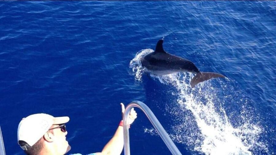 Los Cristianos: Eco Yacht Whale Watching Tour at Sunset - What makes the $17 price good value