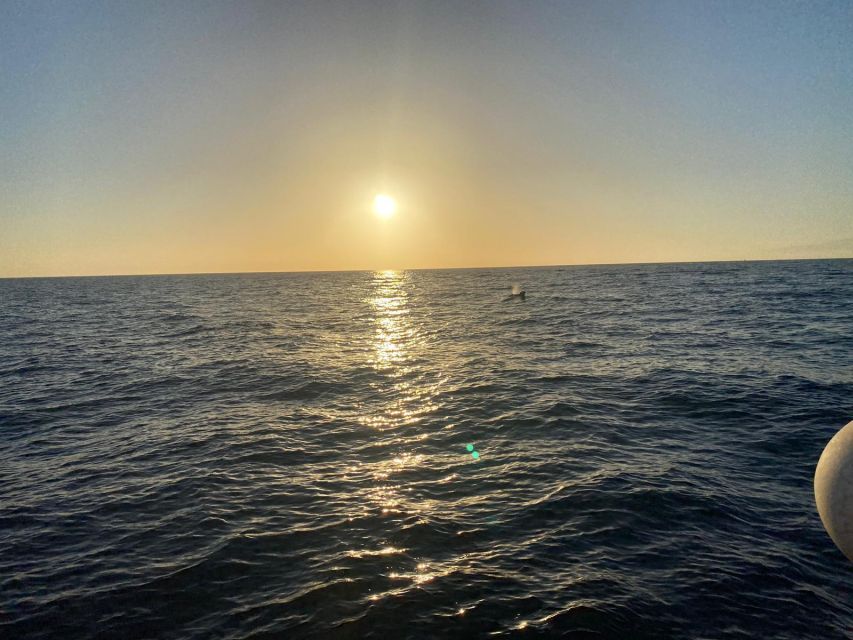 Los Cristianos: Eco Yacht Whale Watching Tour at Sunset - Simple practical advice for a better evening