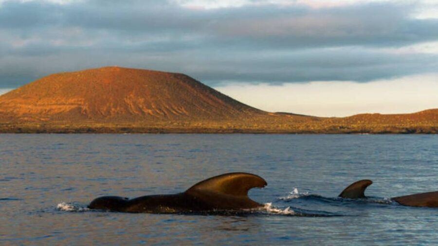 Los Cristianos: Eco Yacht Whale Watching Tour at Sunset - Should you book the Travelin Lady sunset tour?