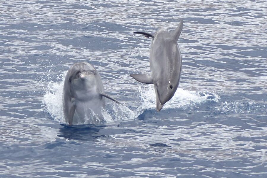 Los Cristianos Respectful No-Chase Whale and Dolphin Safari - Key points to know before you book