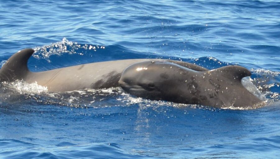 Los Cristianos Respectful No-Chase Whale and Dolphin Safari - Who will enjoy this trip most