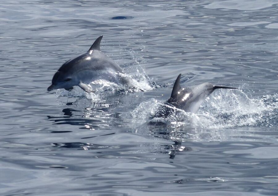 Los Cristianos Respectful No-Chase Whale and Dolphin Safari - How the no-chase safari works