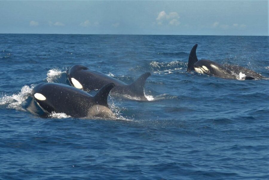 Los Cristianos Respectful No-Chase Whale and Dolphin Safari - What you may see offshore