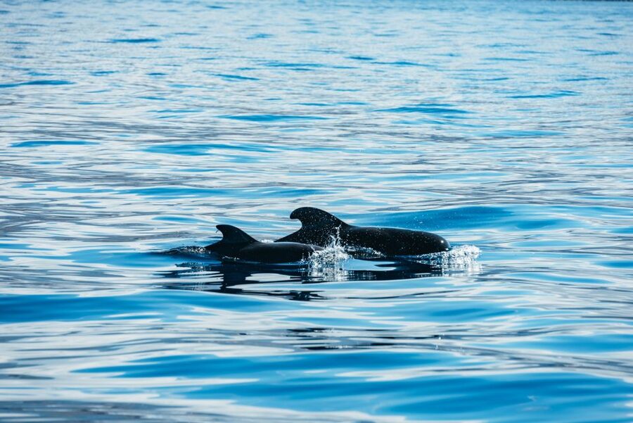 Los Cristianos Respectful No-Chase Whale and Dolphin Safari - The guides and the onboard commentary