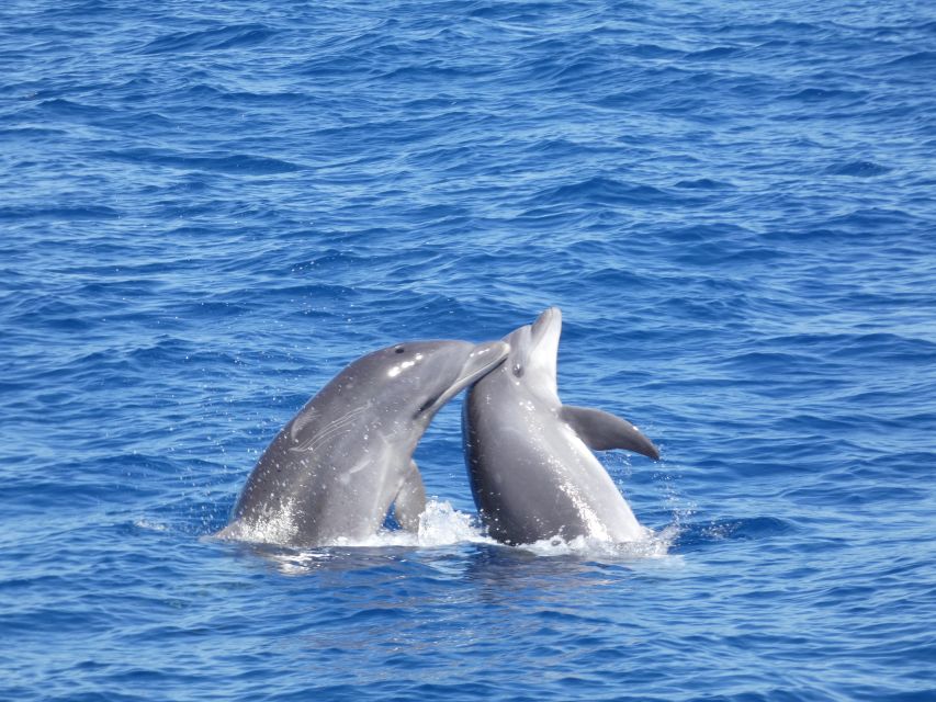 Los Cristianos Respectful No-Chase Whale and Dolphin Safari - Why there is no swim stop